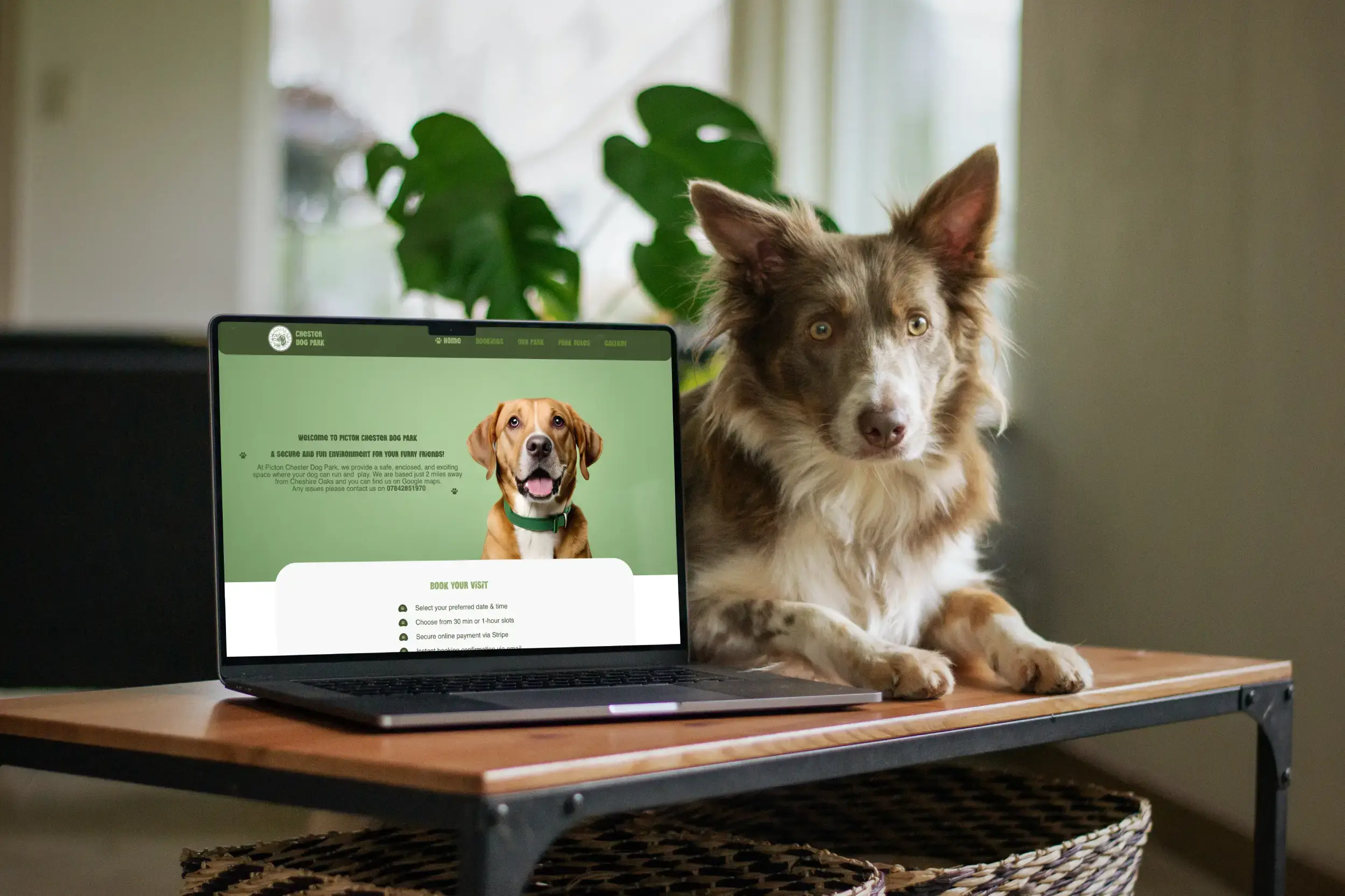 Chester Dog Park website